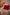 Lammfellkissen Merino Rot mit Inlett