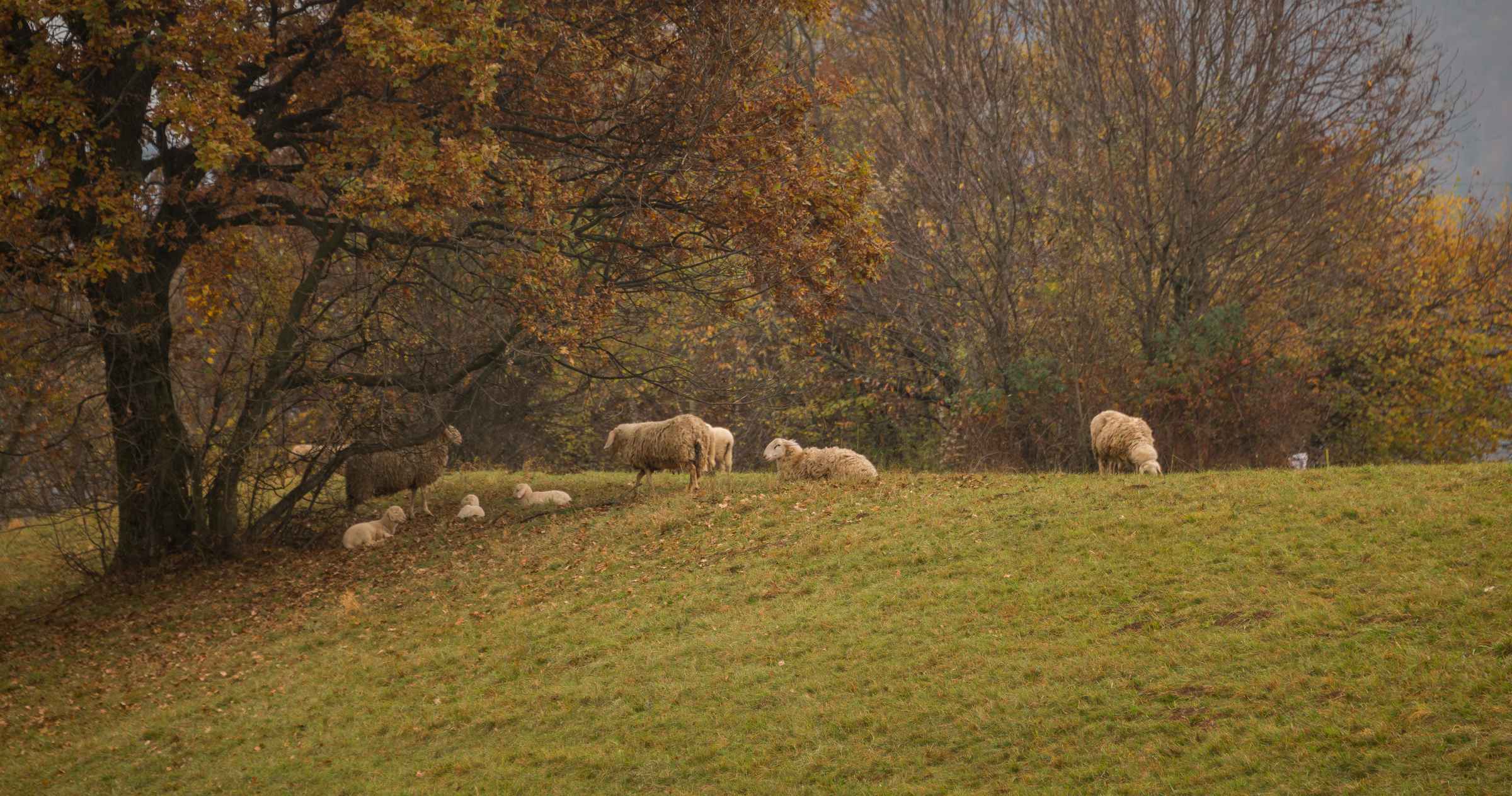 Schafe auf der Weide - Hollert Materialien Hintergrund